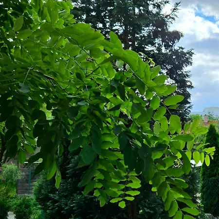 Johnis Fewo, Naehe Stadtzentrum - Uni In Sehr Ruhiger Lage Mit Terrasse Und Eigenem Parkplatz *